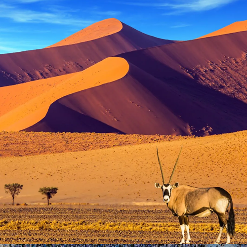 Africa Tour